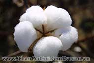 Tìm hiểu nguyên liệu vải cotton làm ra sản phẩm Everon