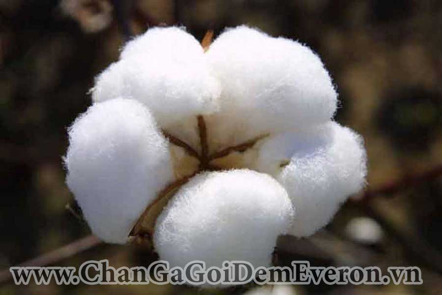 Vải cotton có nguồn gốc từ cây bông